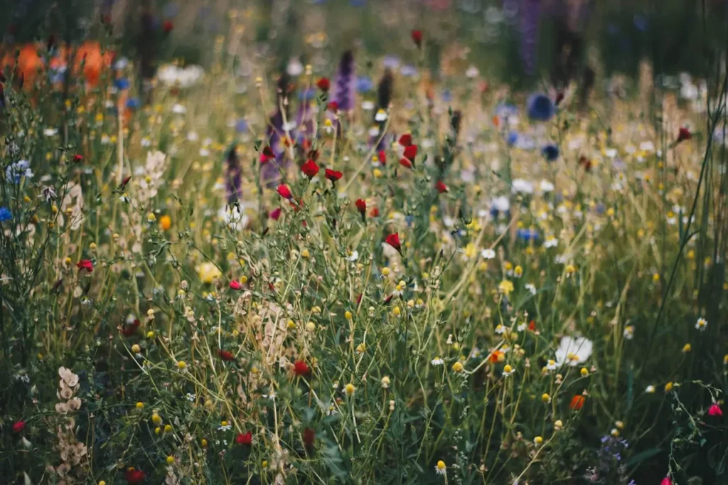 colorful flowers in field